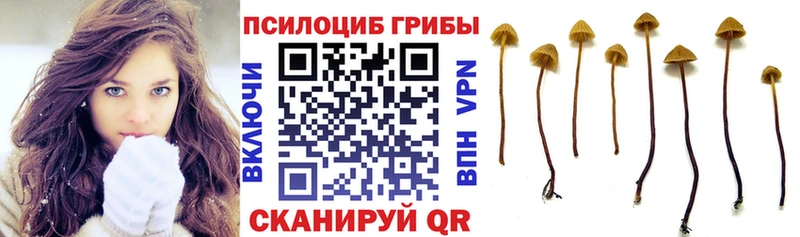 Псилоцибиновые грибы Cubensis  Ельня 